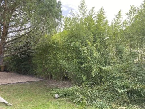 Arrachage haie de bambou MONTROND LES BAINS , Saint-Galmier, AUDOUARD Paysagiste