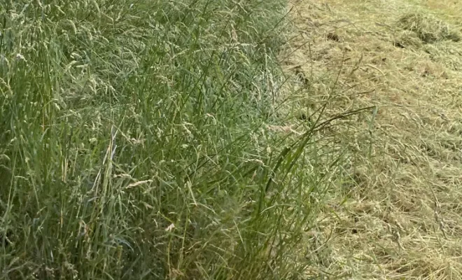 Broyage de l’herbe prêt de Veauche , Saint-Galmier, AUDOUARD Paysagiste