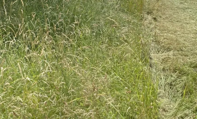 Entreprise d'entretien de jardin, Saint-Galmier, AUDOUARD Paysagiste