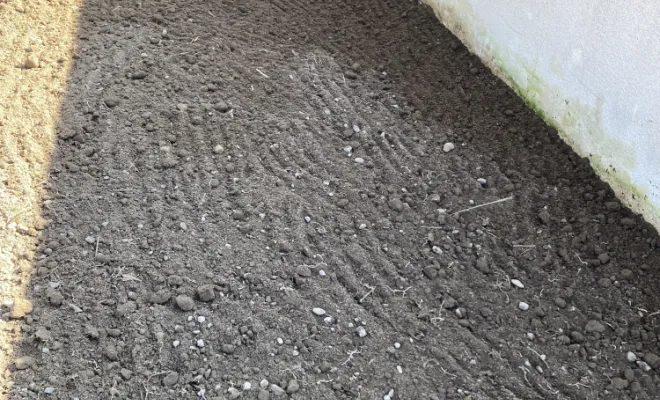 Arrachage haie de bambou MONTROND LES BAINS , Saint-Galmier, AUDOUARD Paysagiste